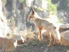 Vulpes vulpes barbara