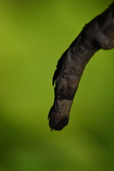 Gnophini