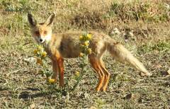 Vulpes vulpes barbara
