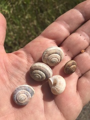 Oreohelix