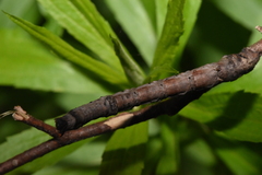Gnophini