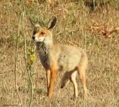 Vulpes vulpes barbara