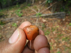 Ternstroemia tepezapote