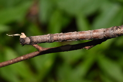 Gnophini