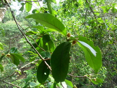 Ternstroemia tepezapote