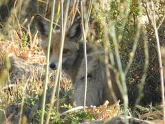 Vulpes vulpes barbara