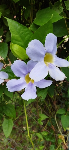 Thunbergia laurifolia iNat (3)