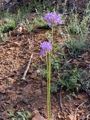 Dichelostemma multiflorum