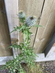 Cirsium vulgare