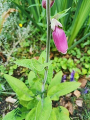 Digitalis purpurea