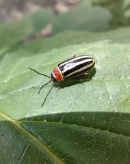 Disonycha pensylvanica