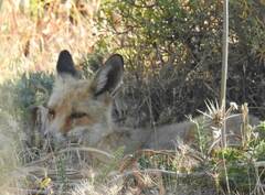 Vulpes vulpes barbara