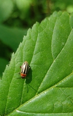 Disonycha pensylvanica