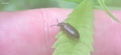 Luprops orientalis