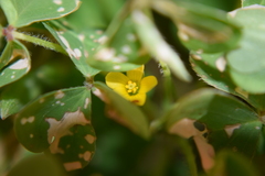 Oxalis corniculata