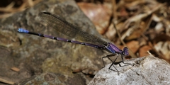 Argia tonto