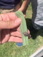 Holcostethus limbolarius