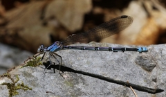 Argia tonto