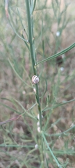 Xeropicta derbentina