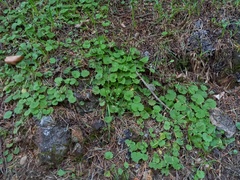 Sibthorpia peregrina