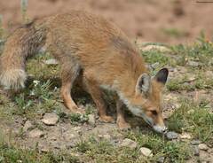 Vulpes vulpes barbara