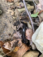 Desmognathus ochrophaeus