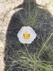 Calochortus nuttallii