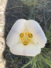Calochortus nuttallii