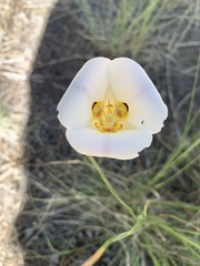 Calochortus nuttallii