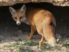 Vulpes vulpes barbara