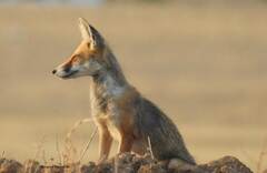 Vulpes vulpes barbara