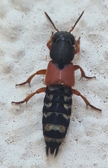 Platydracus stercorarius