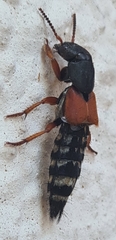 Platydracus stercorarius