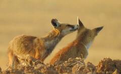 Vulpes vulpes barbara