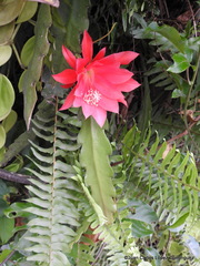 Disocactus