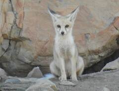 Vulpes vulpes barbara