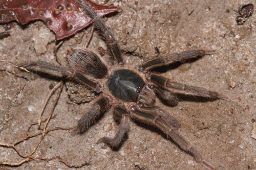 Neostenotarsus guianensis
