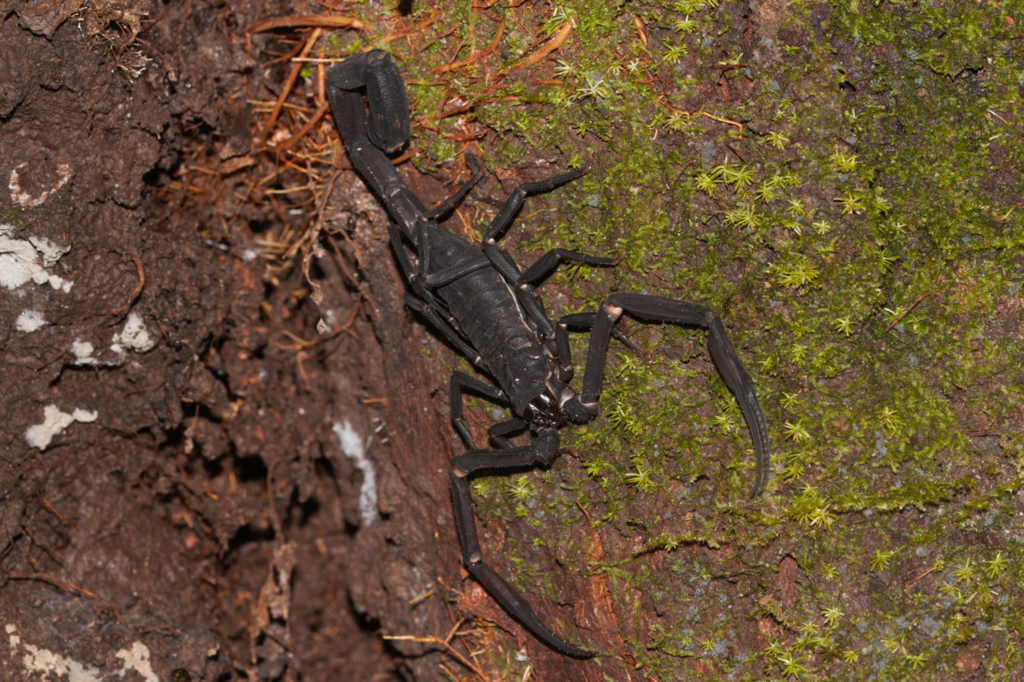 Guyana Black Devil Scorpion