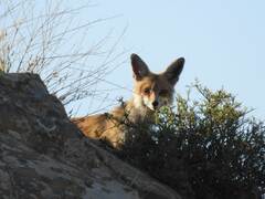 Vulpes vulpes barbara