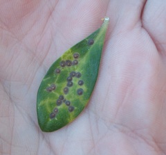 Chrysomphalus pinnulifer