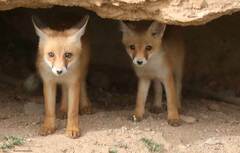 Vulpes vulpes barbara