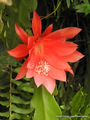 Disocactus