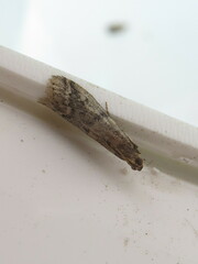 Ephestia elutella