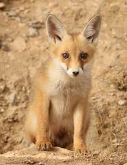 Vulpes vulpes barbara