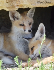Vulpes vulpes barbara