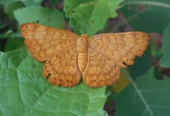 Emesis mandana
