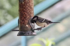 Parus major