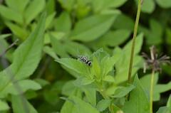 Chlorophorus signaticollis