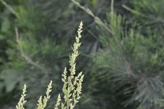 Chenopodium acuminatum