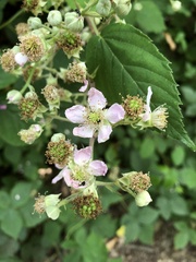 Rubus